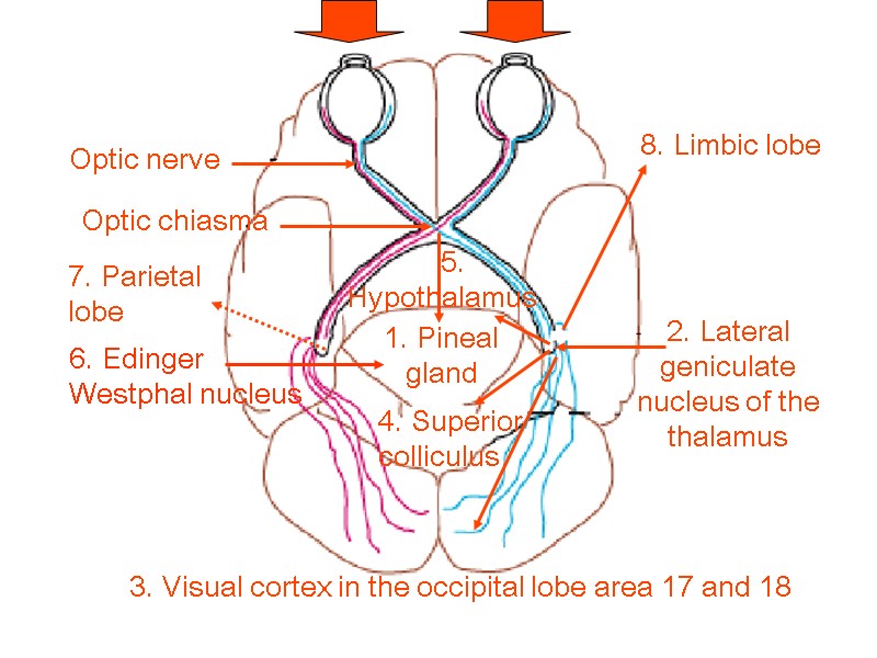 Optic nerve Optic chiasma 1. Pineal gland 2. Lateral geniculate nucleus of the thalamus